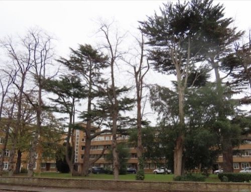 Carpenters Court